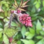 Astilbe japonica Lorea