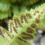 Polystichum lonchitis 果實