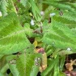 Persicaria chinensis برگ