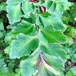 Adiantum tenerum Leaf