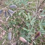 Crotalaria grahamiana Otro