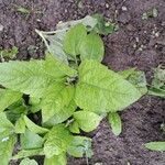 Helianthus tuberosusBlatt