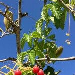 Cyphostemma hypoleucum Fruit