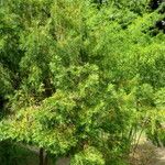 Cephalotaxus fortunei Habitat