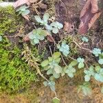 Sedum ternatum Leaf