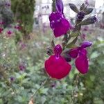 Salvia microphylla Květ