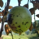 Chrysophyllum cainito Fruto