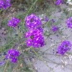 Verbena tenera Blomst