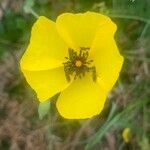 Tuberaria lignosa Flower