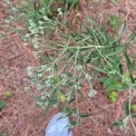 Eupatorium hyssopifolium Blüte