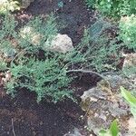 Betula nana Habit