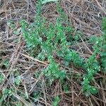 Veronica verna Leaf