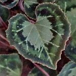 Cyclamen graecum Leaf