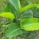 Canna x generalis Õis