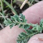 Erodium lebelii Deilen