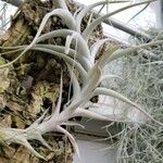 Tillandsia albida Frunză