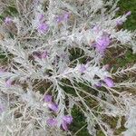 Eremophila niveaLevél