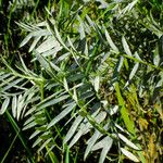 Astragalus trimestris পাতা