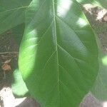 Ficus hispida Лист