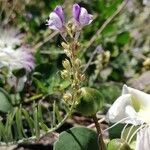 Linaria capraria Flor