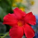 Mandevilla sanderiFlower