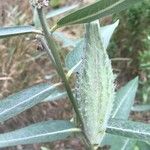 Asclepias speciosa Fruto