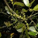 Phoradendron piperoides Other
