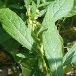 Carpesium abrotanoides Hoja
