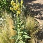 Verbascum densiflorumপাতা