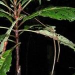 Atractocarpus longistipitatus
