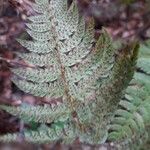 Polystichum aculeatum Mbuma