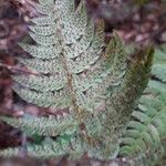 Polystichum aculeatum Ovoce