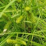 Carex lurida Blatt