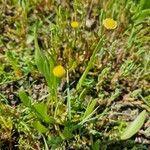 Cotula coronopifolia Flower