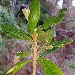 Piptocoma vernonioides Yaprak