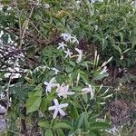 Jasminum grandiflorum Flower