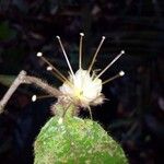 Hirtella physophora Flor