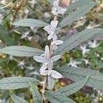 Buddleja globosa Blad