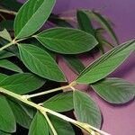 Cajanus cajan Leaf