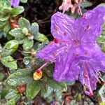 Rhododendron impeditum Floare