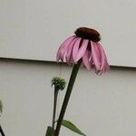 Echinacea pallida 花