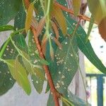 Eucalyptus camaldulensis Blad