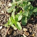 Stachys annua Leaf