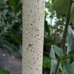 Pterospermum acerifolium Bark