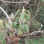 Aristotelia chilensis Fuelha