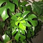 Monstera minima List