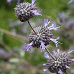 Salvia leucophylla Blüte