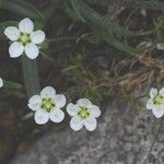 Sagina glabra Flower