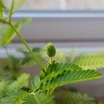 Mimosa pudica Anders