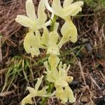 Orchis provincialis Flor